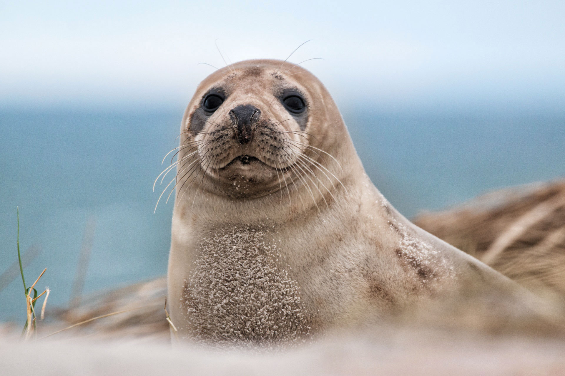 How To Say Seal In Arabic